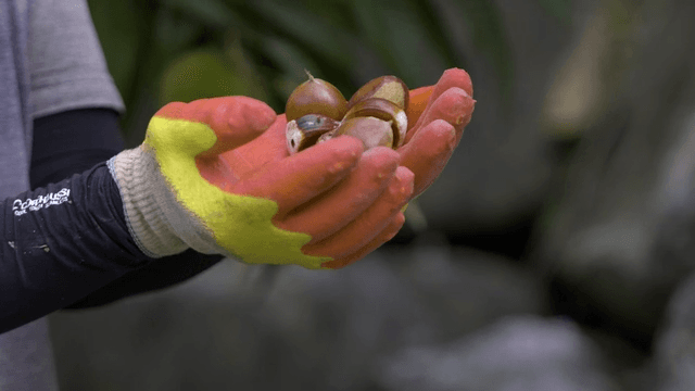 숲에서 밤을 수확하는 사람