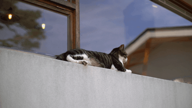 콘크리트 난간에 누워 있는 고양이