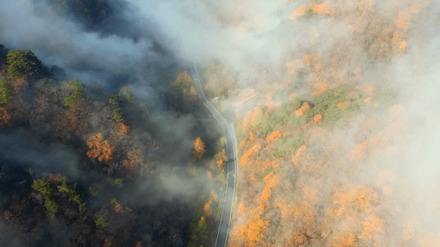 Winding road through a misty autumn forest