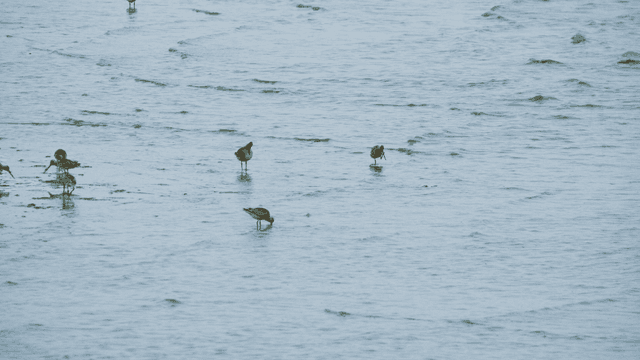 Sandpipers splashing in shallow water