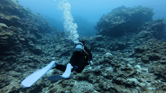 Diver exploring a coral reef underwater