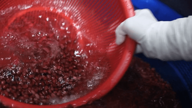 Washing beans in a red strainer