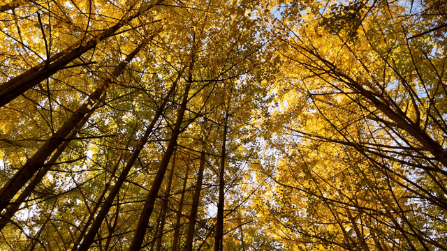 고요한 숲속의 황금빛 가을 잎사귀