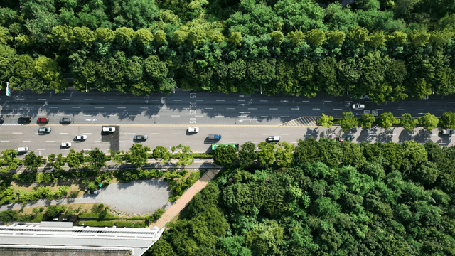 Road surrounded by green trees