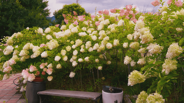 Hydrangea bushes blooming behind bench chair