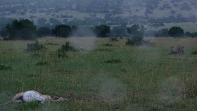 먹이 근처에 있는 포식자와 새끼들