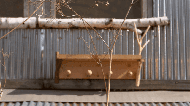 마른 가지 넘어 창문 밑에 놓인 나무 거치대 선반