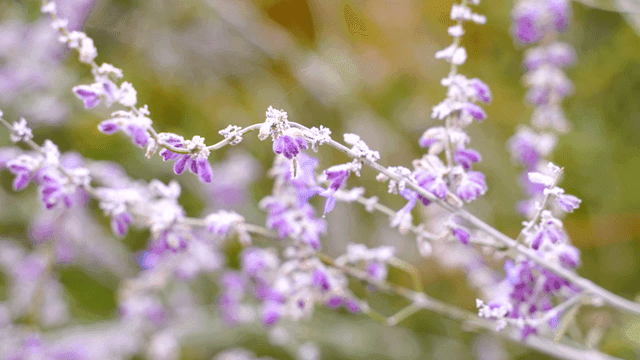 정원에서 보라색 꽃의 근접 촬영