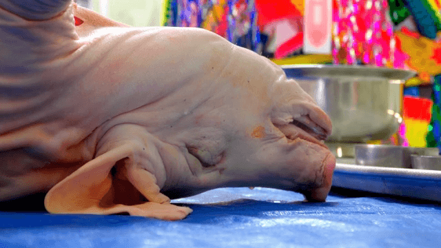 Pig used in Korean shamanic rituals
