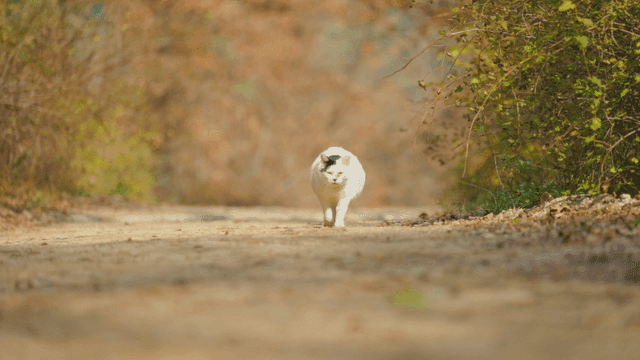 숲길을 걷는 고양이