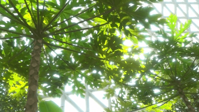 기하학적 지붕 아래 녹색 나무