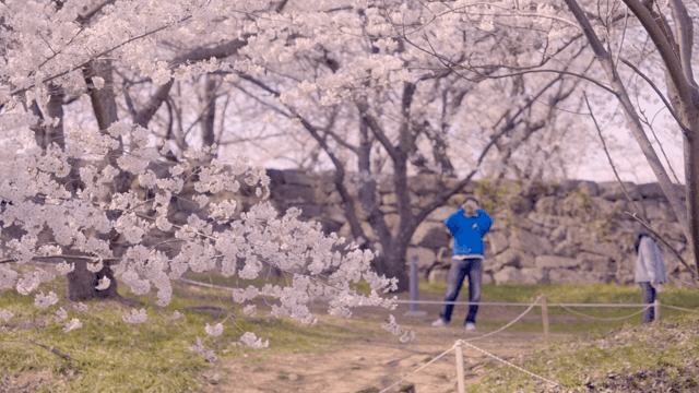 Cherry blossoms in full bloom in a park