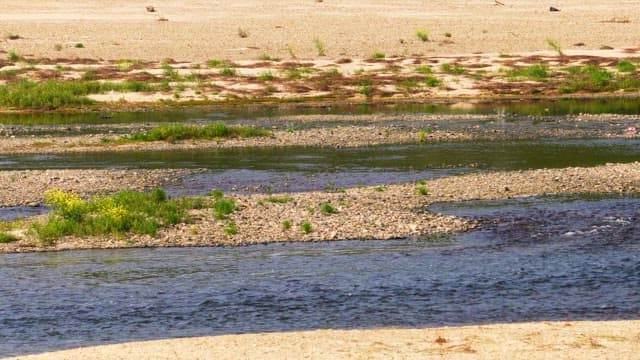 Small stream with green plants and flowing water