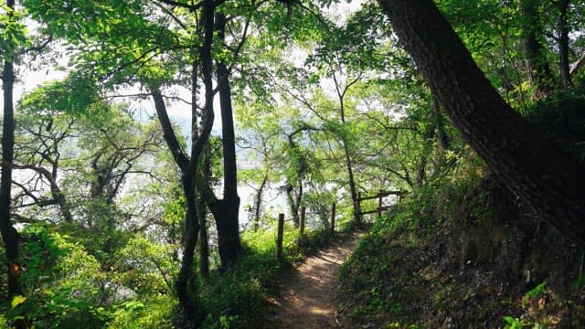 Serene forest path on a sunny day