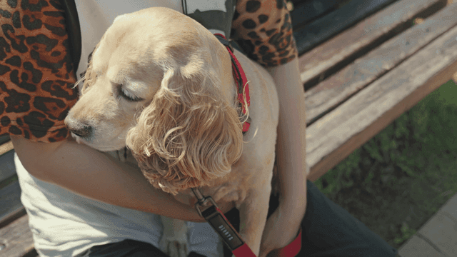 A dog sitting on a person's lap outdoors