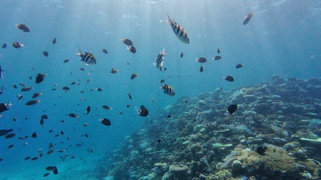 Colorful fish swimming over a coral reef