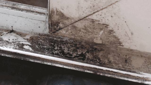 창틀에 핀 곰팡이
