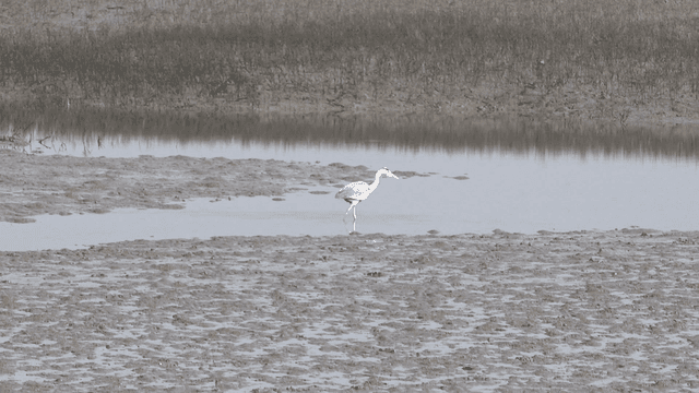 Heron standing in muddy swamp