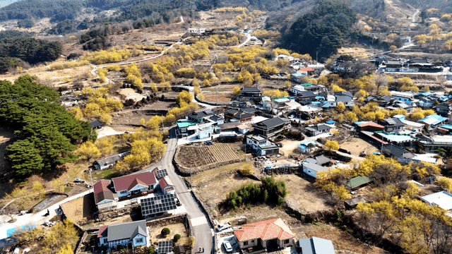 들판과 노란 산수유 나무로 둘러싸인 시골 마을