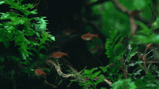Colorful fish swimming among green aquatic plants