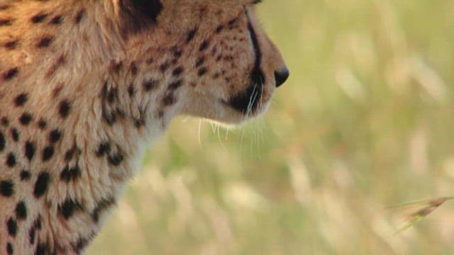 Cheetah's Eyes Scanning the Savanna Grassland