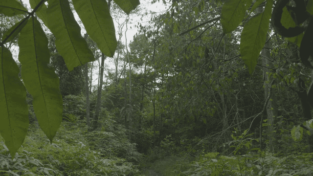 Dense green forest and thick leaves