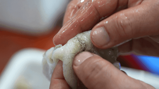 Hands preparing fresh seafood