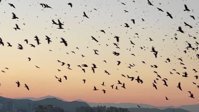 Flock of birds flying across the sunset sky