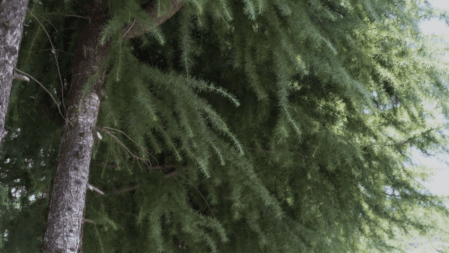 Close view of lush green tree branches