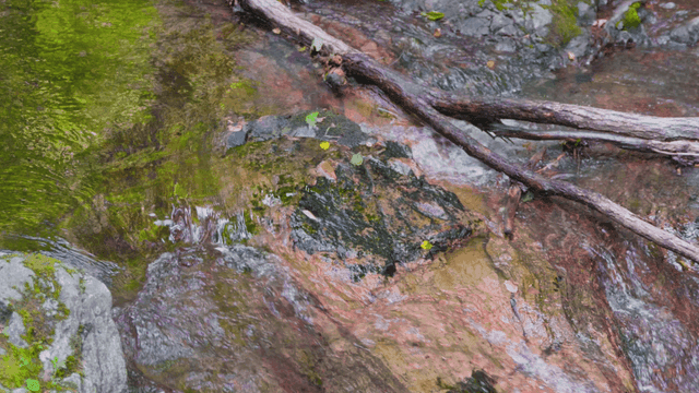 Small stream flowing between branches over rocks