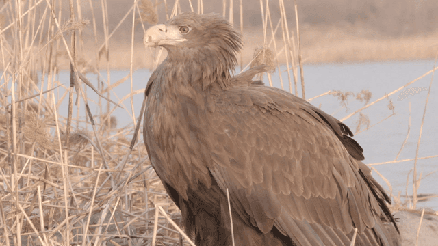 White-tailed eagle resting among dry reeds at waterside
