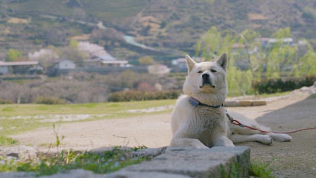 Dog Relaxing in the Shade on a Sunny Day