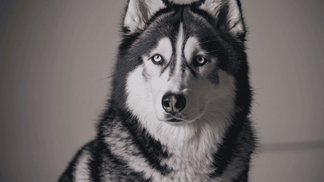 Blue-eyed husky