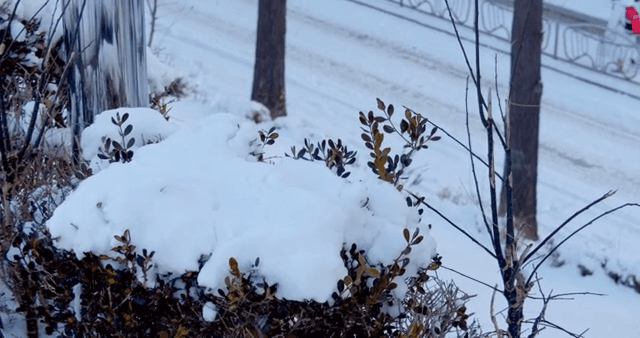 Snow-covered bushes by a snowy road