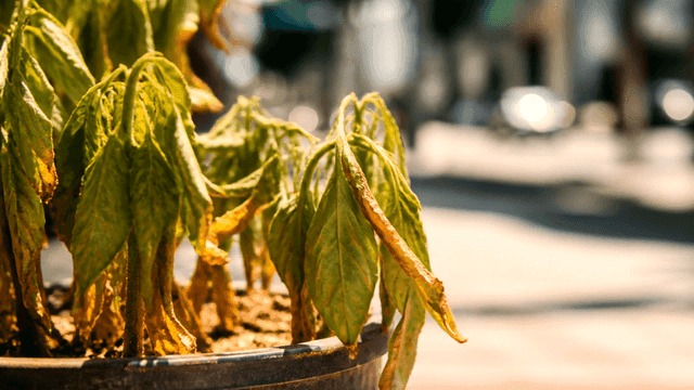 Flowerpot with wilting leaves