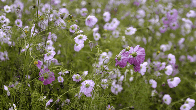 Field of purple cosmos flowers in full bloom