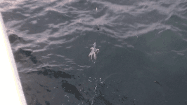 Squid caught on fishing line in sea
