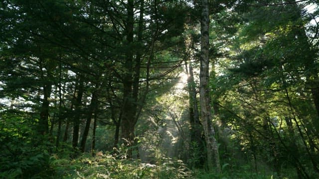 Sunlight Filtering Through a Dense Forest