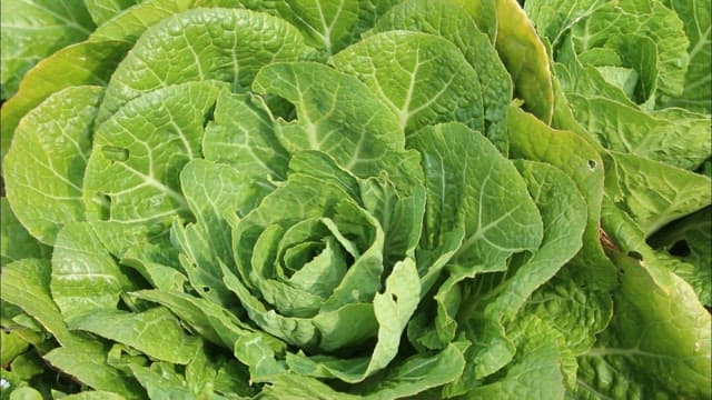 밭에서 자라는 신선한 봄동 배추