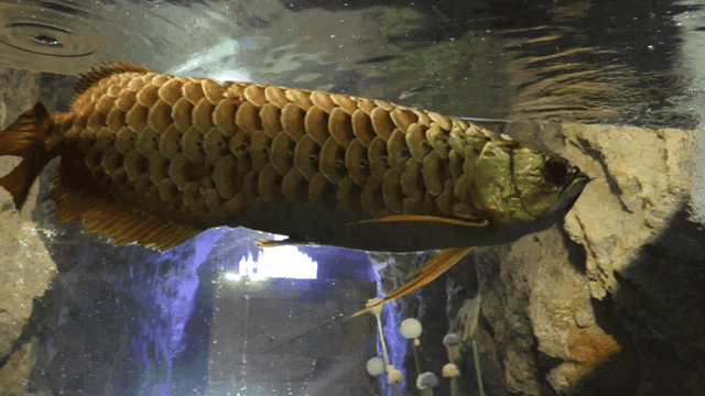 Arowana swimming in an aquarium
