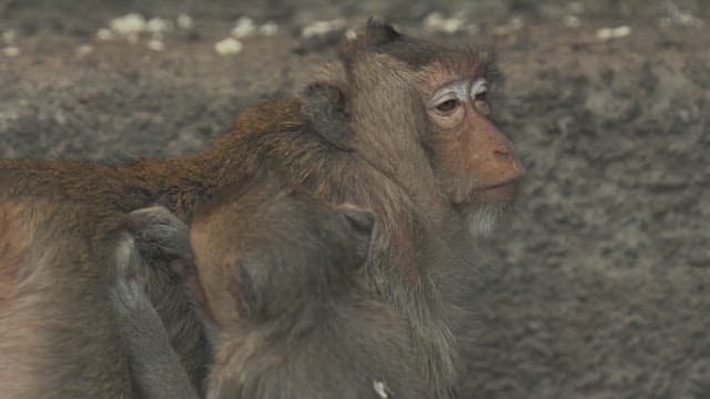 Monkeys Grooming Each Other on a Stone Structure in Ancient Temple