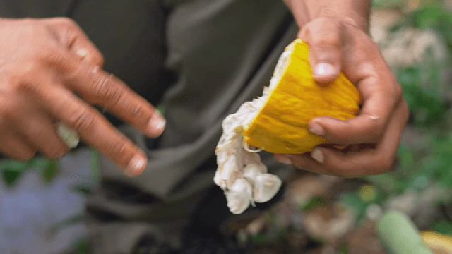Person opening a cacao pod outdoors