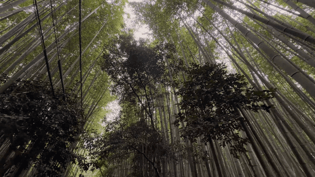 Quiet bamboo forest with tall bamboo trees