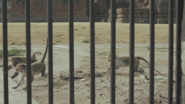 땅 위에서 무리 지어 다니는 원숭이들