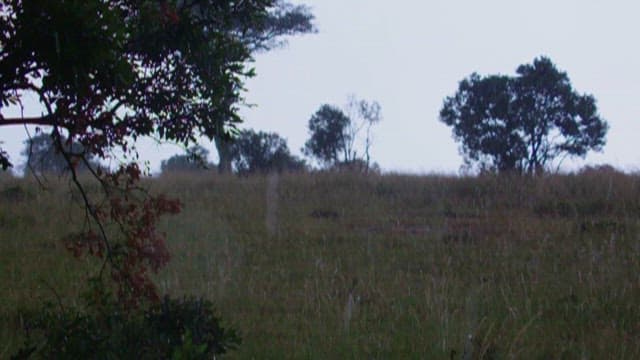 Rain Falling on a Grassy Meadow