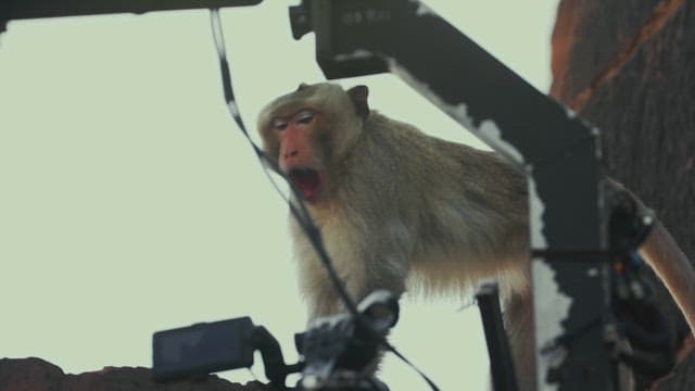 구조물 위에서 하품하는 원숭이
