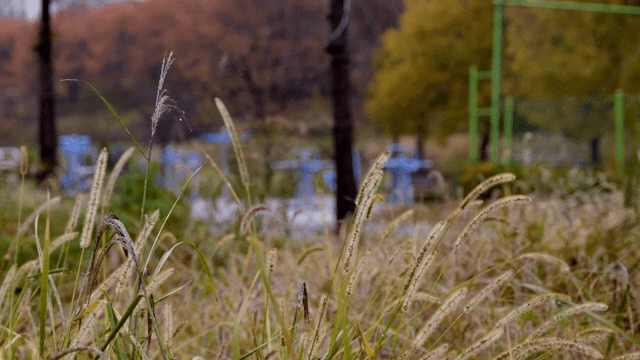 공원에서 흔들리는 풀