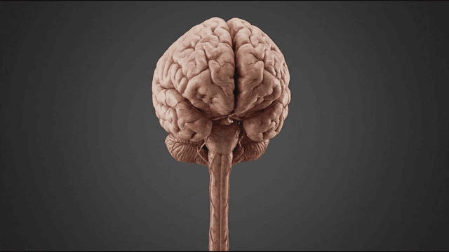 Detailed view of human brain model