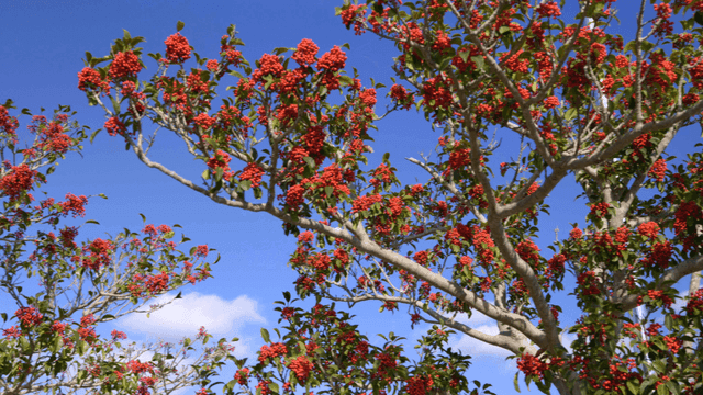 Tree branches with red berries under a clear sky