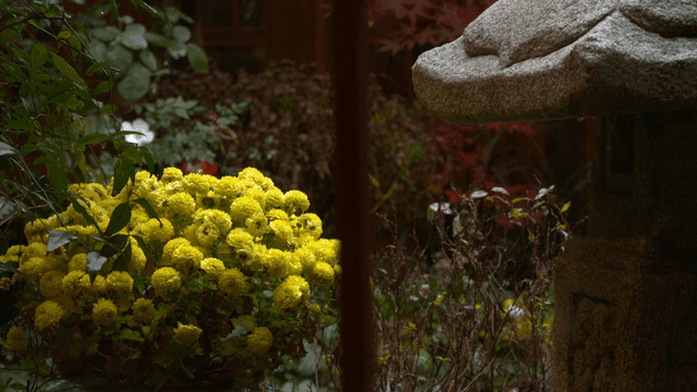 Yellow flowers blooming in a garden